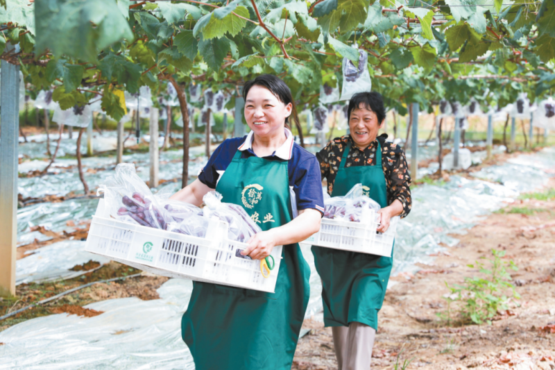 宁德深耕“8+1”特色产业助力乡村振兴_fororder_wechat_2025-10-11_093530_311_副本