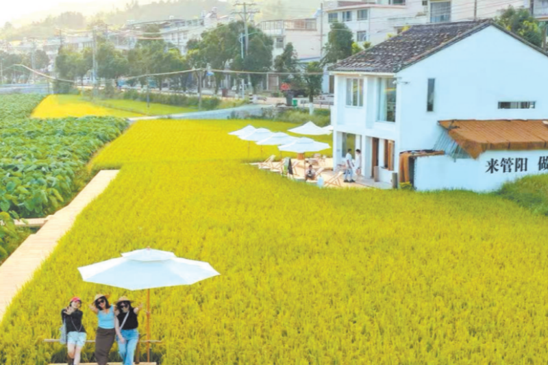 宁德福鼎:“村咖”主理人“归巢” 调出乡村“新滋味”_fororder_wechat_2025-10-09_093810_259_副本