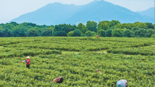 福州閩侯：把夏天“泡”進(jìn)茉莉花香氣里