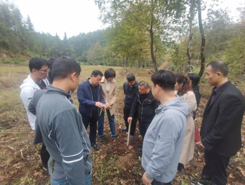 种下一颗“摇钱树”:黄精变“黄金”——江西省科技厅铜鼓中药材服务团工作札记_fororder_图片5