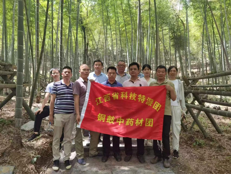 种下一颗“摇钱树”:黄精变“黄金”——江西省科技厅铜鼓中药材服务团工作札记_fororder_图片3