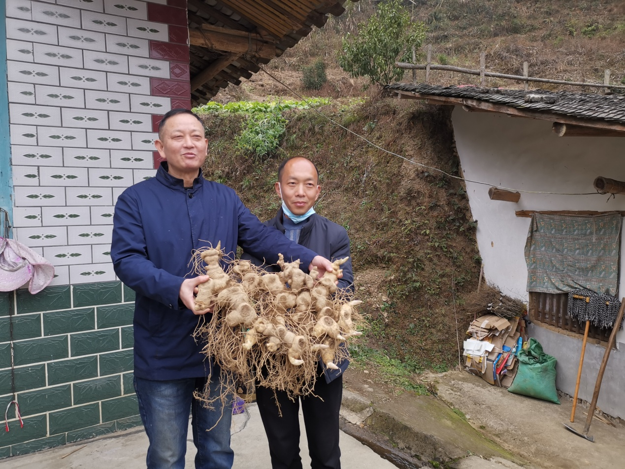 种下一颗“摇钱树”:黄精变“黄金”——江西省科技厅铜鼓中药材服务团工作札记_fororder_图片8