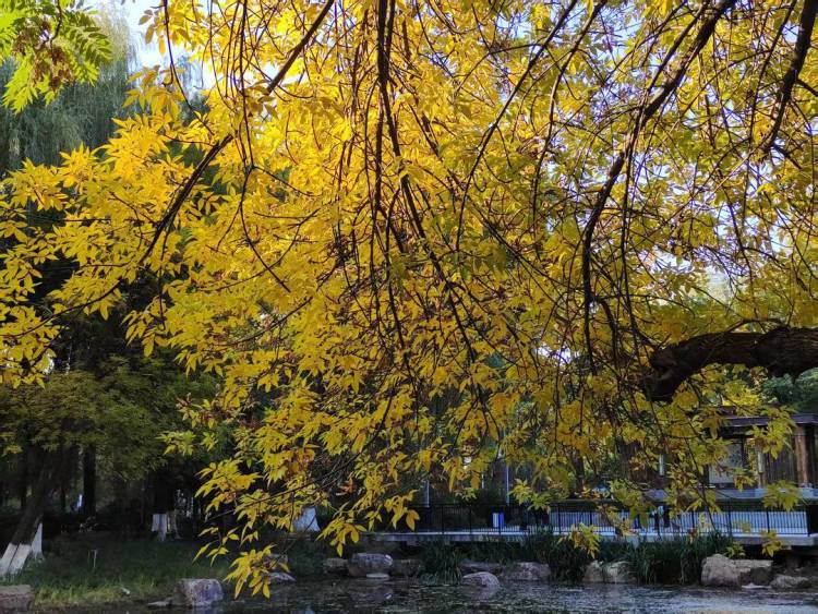 朝阳,一城秋色动人心!