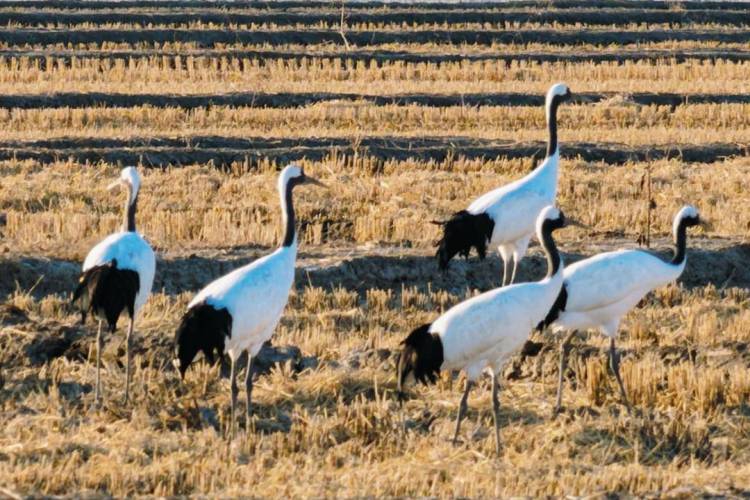 鹤群越冬辽河三角洲