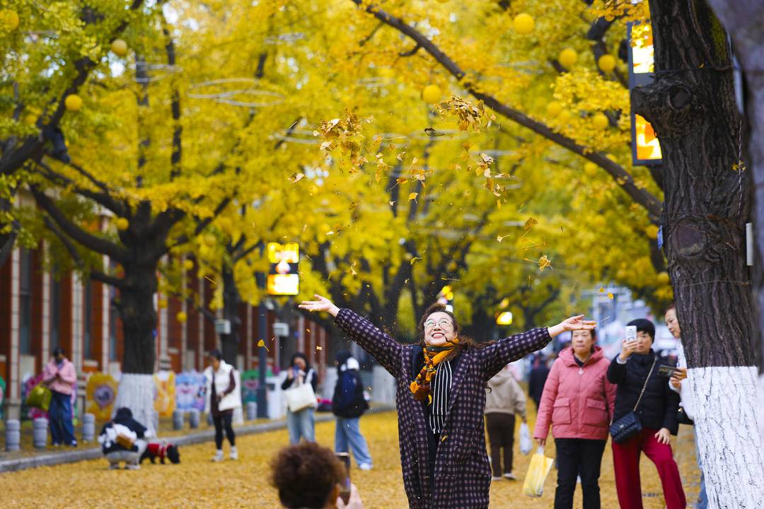 丹东百年银杏铺就“黄金大道”