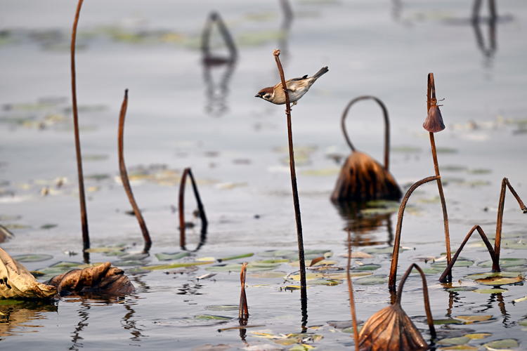 “雀”跃荷塘_fororder_麻雀2