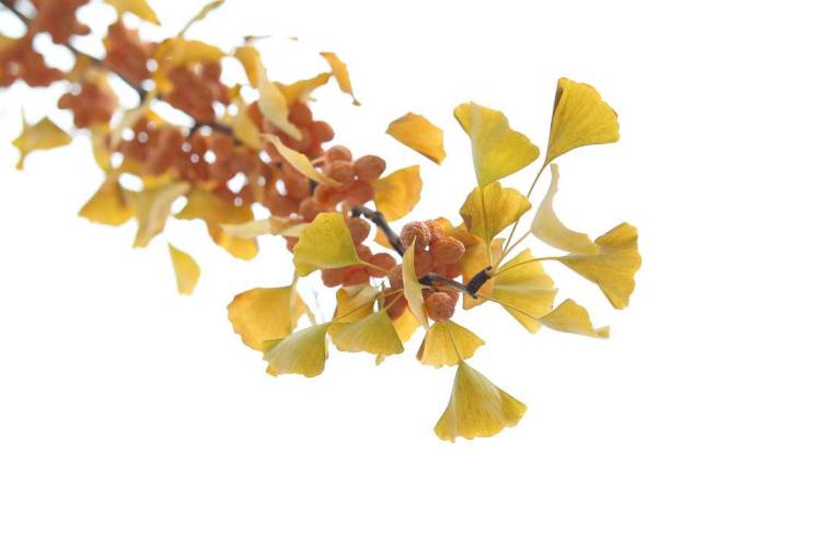 秋日限定款,漫天飞舞的金色浪漫