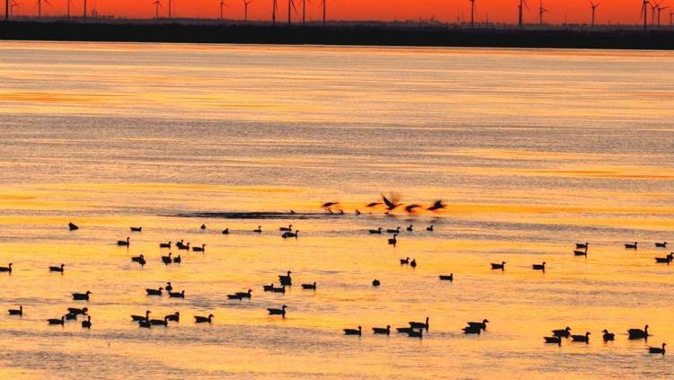 南迁候鸟小憩卧龙湖