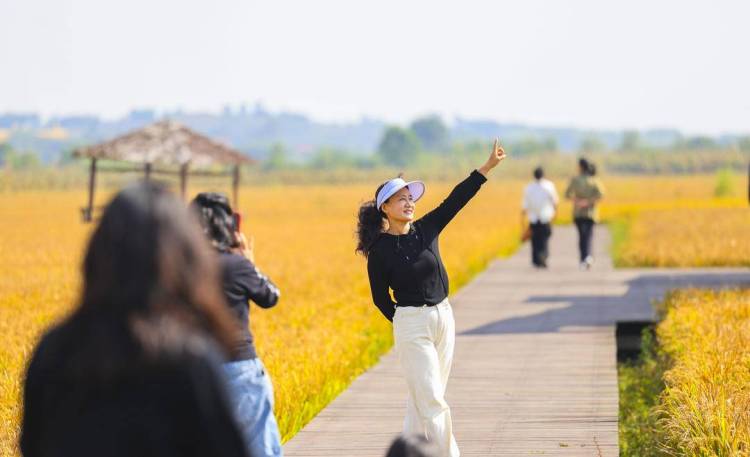 丹东东港:稻浪如画引客来