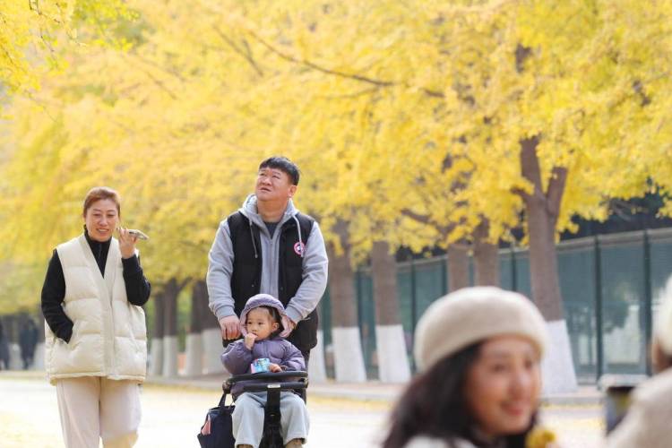 秋日限定款,漫天飞舞的金色浪漫