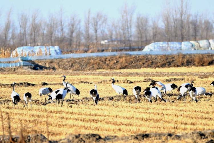 鹤群越冬辽河三角洲