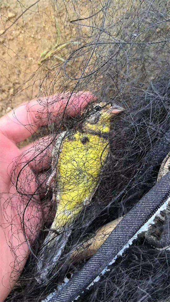 涉案价值超千万元!大连市公安局普兰店分局破获特大案件_fororder_普兰店鸟2