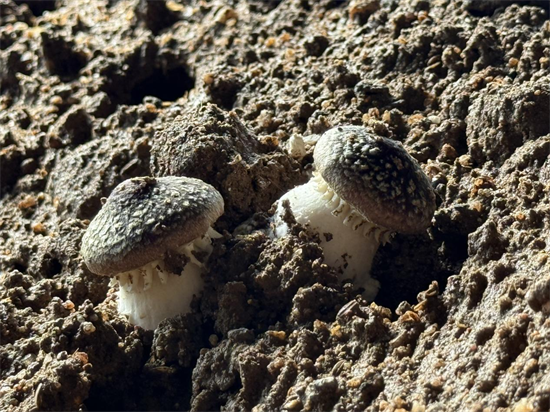 闲置大棚点“菌”成“金”_fororder_普兰店菌菇2