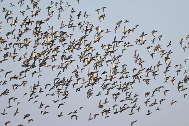 辽河口湿地现冬季鸟浪