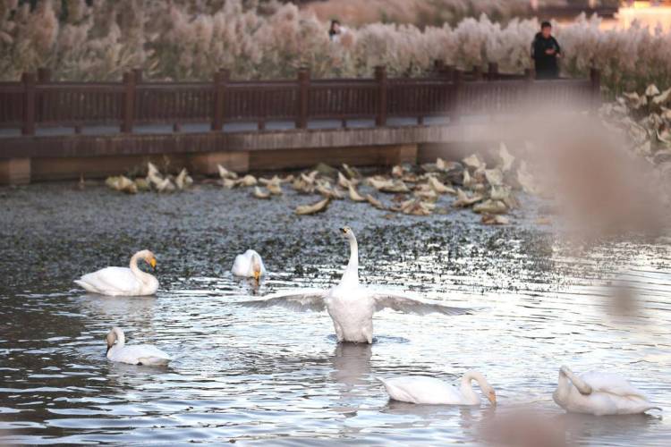 大批白天鹅现身朝阳城区