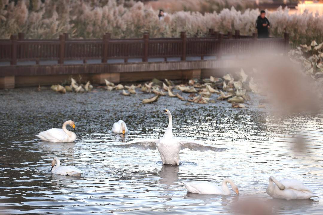 大批白天鹅现身朝阳城区