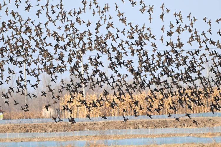 辽河口湿地现冬季鸟浪