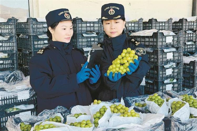 大连“阳光玫瑰”首秀沙特市场_fororder_76f57349-f0bf-4e6b-a202-e3fc82ac0f09