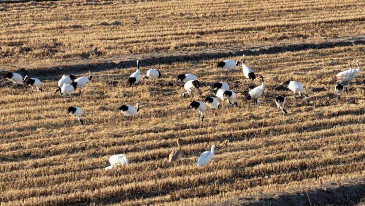 辽河口湿地现冬季鸟浪