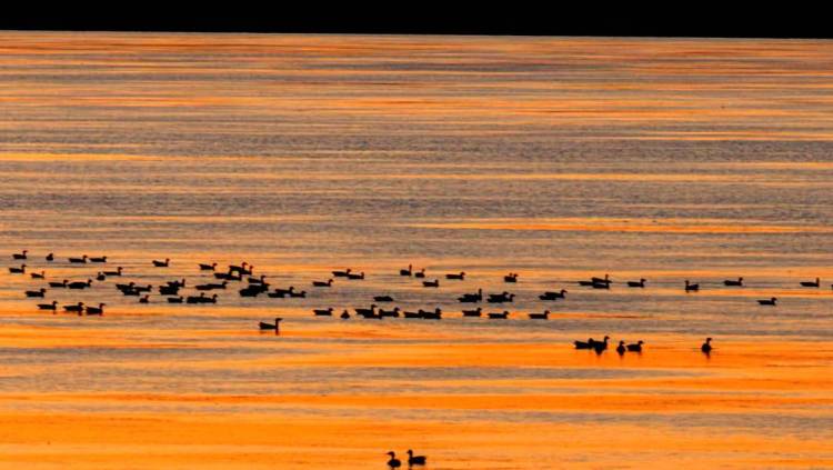 南迁候鸟小憩卧龙湖