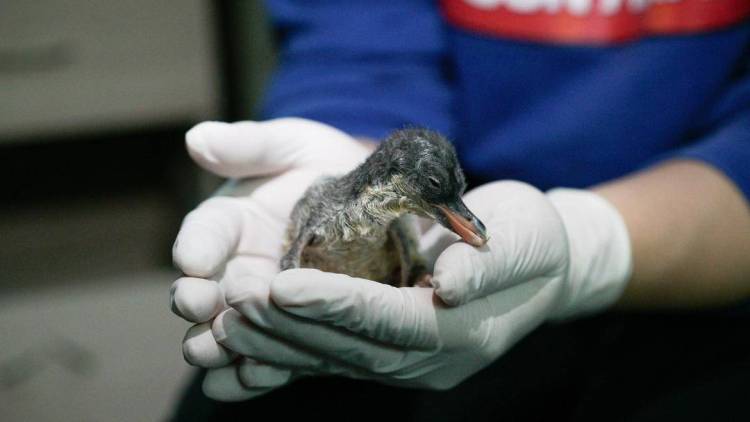 喜提“全国首只”!大连圣亚南极企鹅家族喜添丁