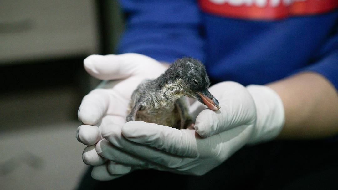 喜提“全国首只”!大连圣亚南极企鹅家族喜添丁