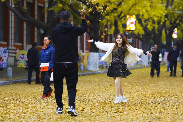 丹东百年银杏铺就“黄金大道”