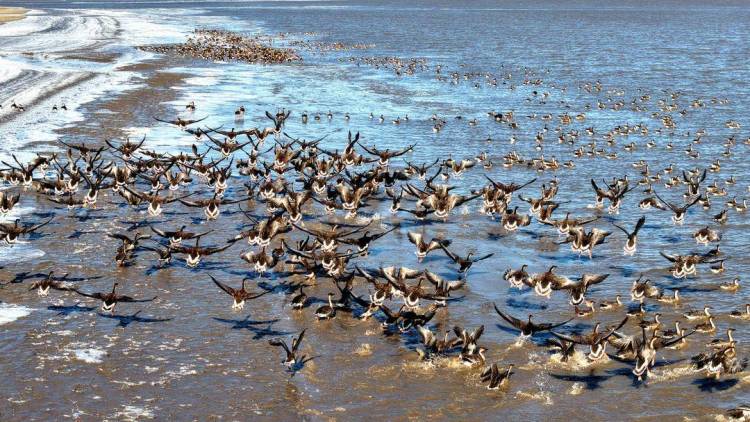 盘锦:成群候鸟壮观迁徙
