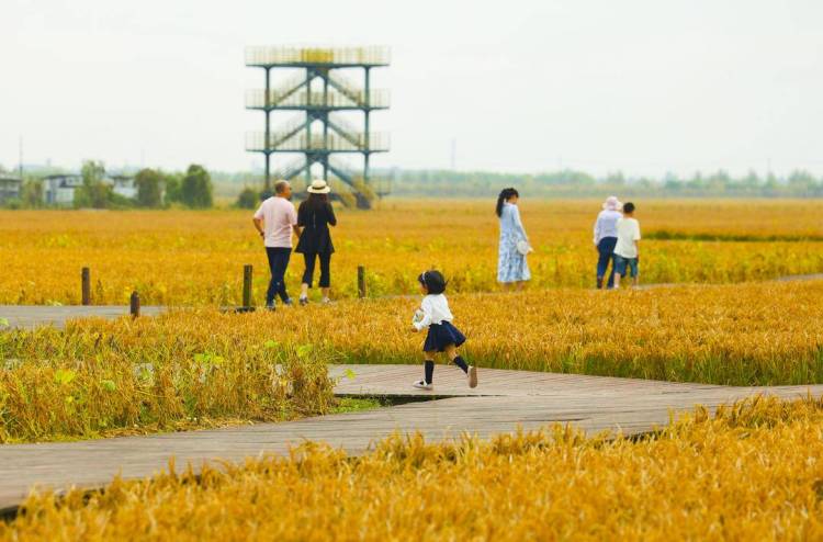 丹东东港:稻浪如画引客来