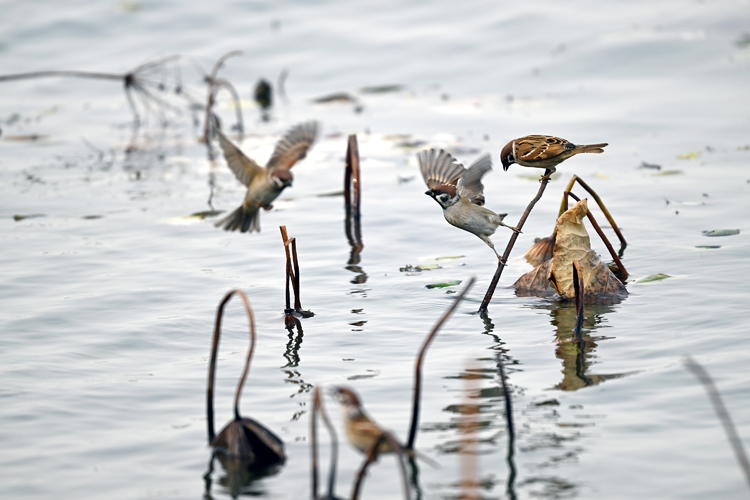 “雀”跃荷塘_fororder_麻雀1