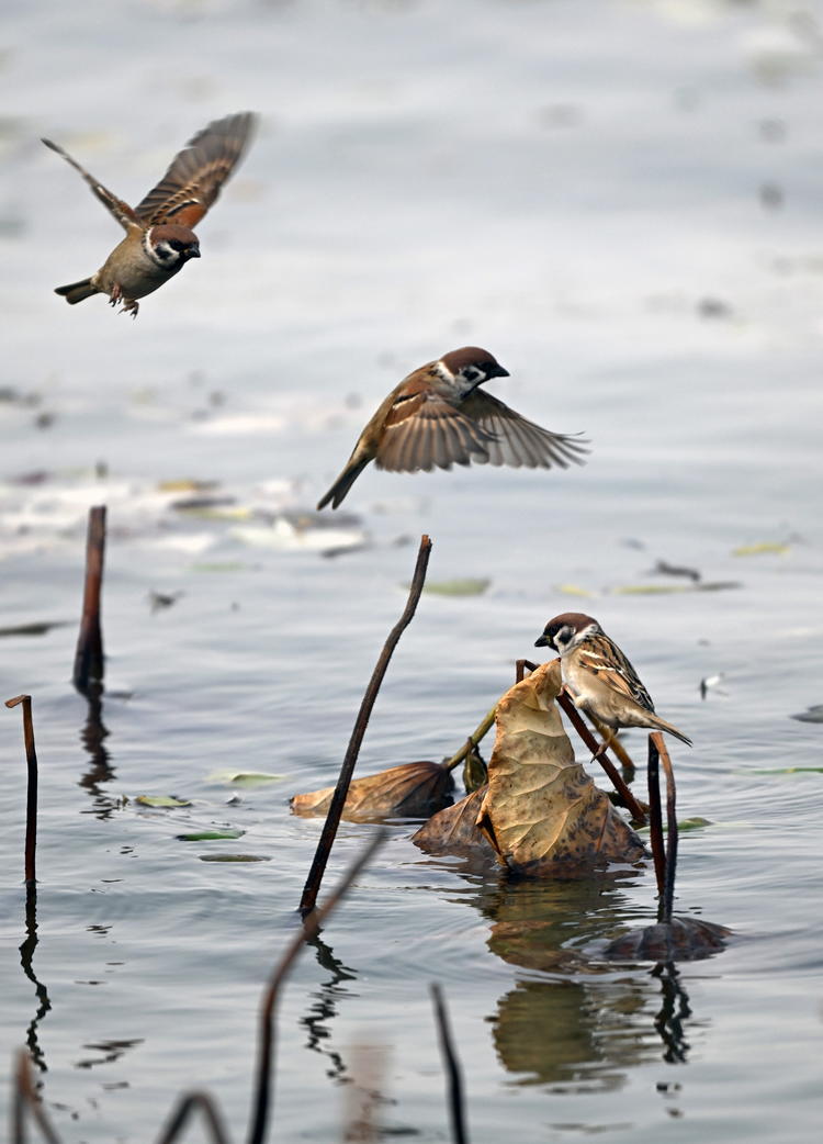 “雀”跃荷塘_fororder_麻雀7