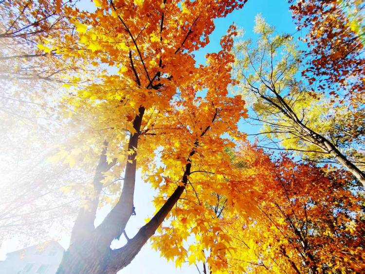 朝阳,一城秋色动人心!