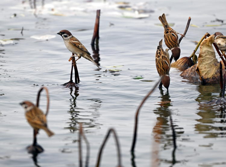 “雀”跃荷塘_fororder_麻雀4
