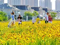 大连：盛夏花开游人醉