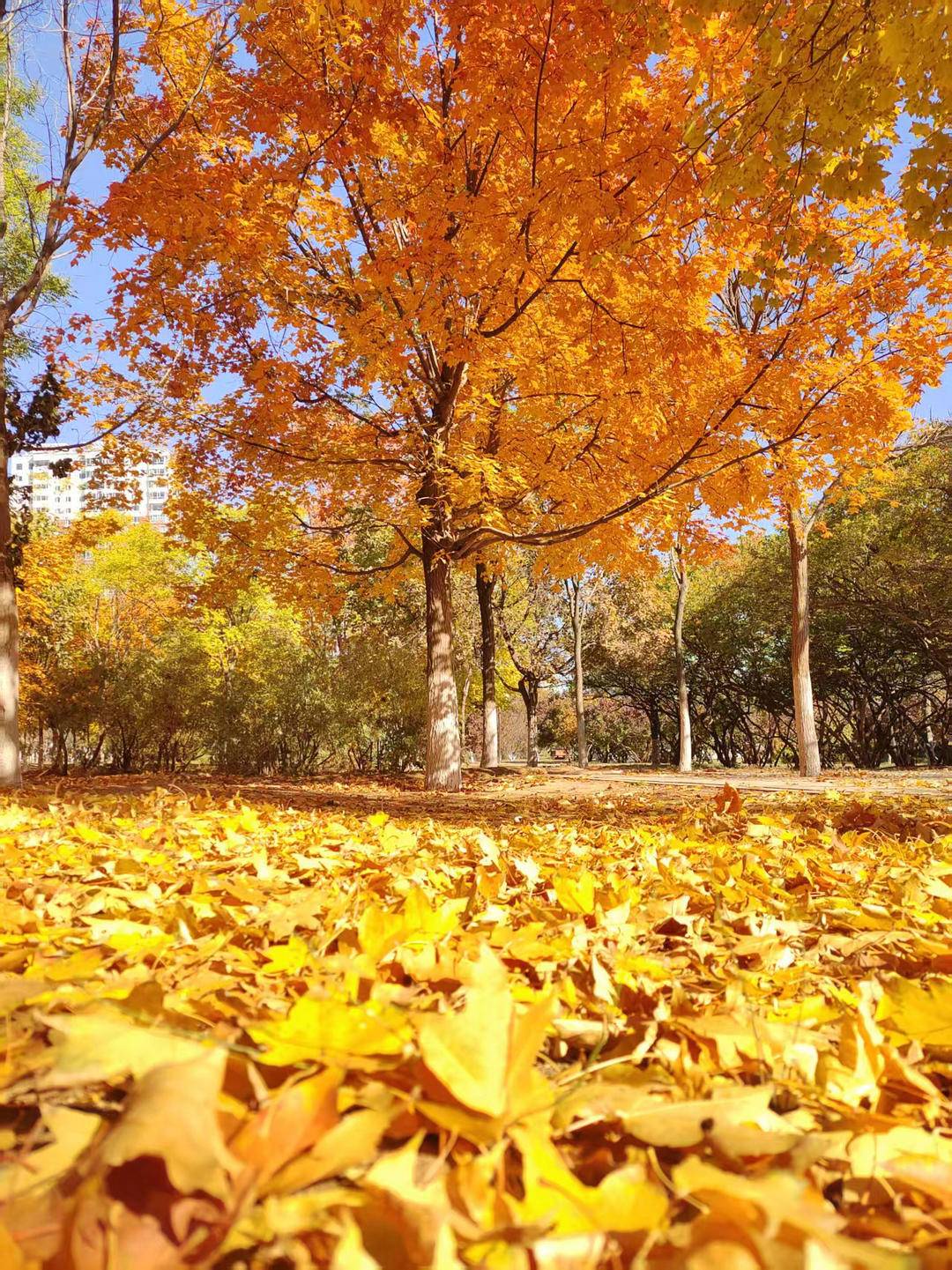 朝阳,一城秋色动人心!