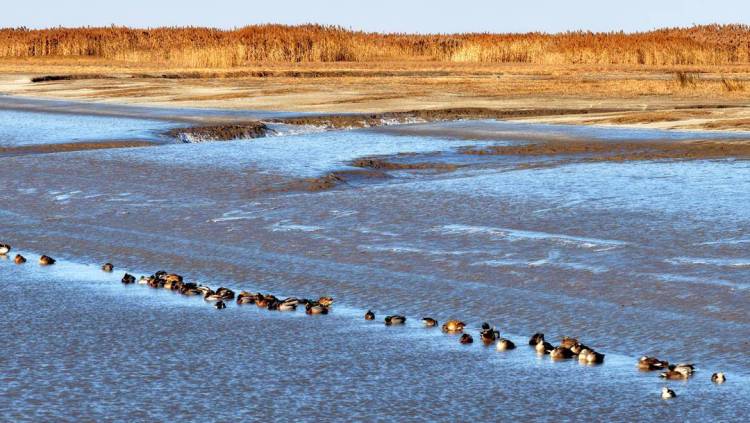 盘锦:成群候鸟壮观迁徙