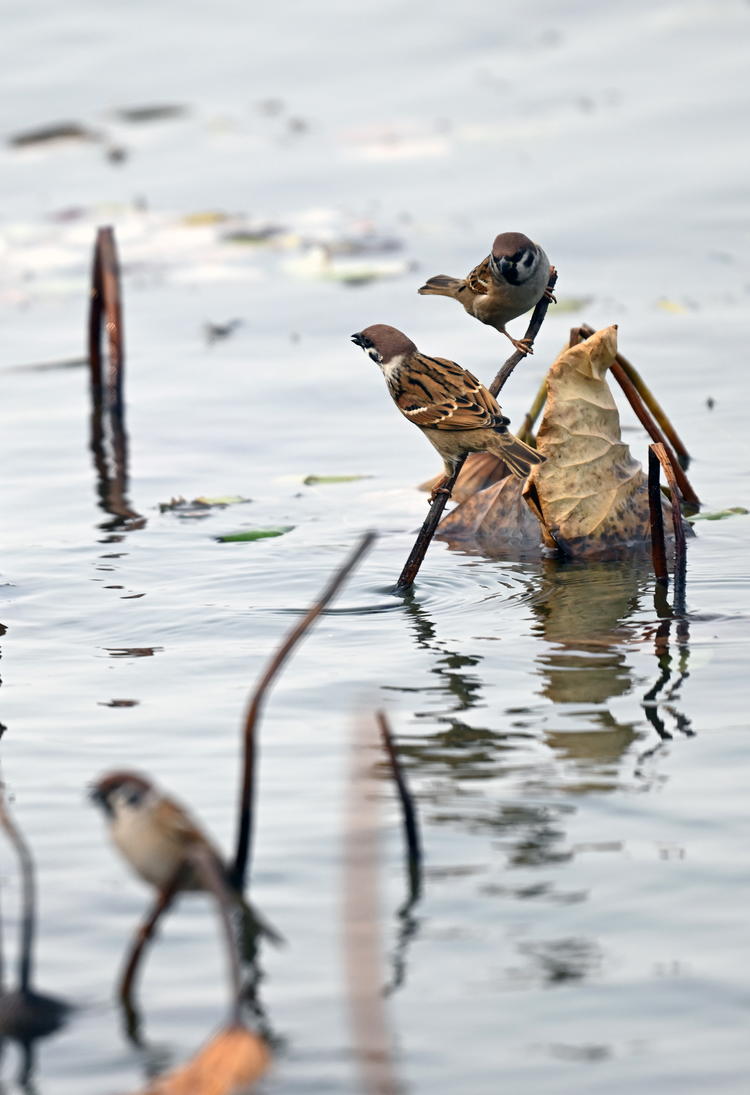 “雀”跃荷塘_fororder_麻雀9