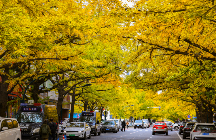 丹东百年银杏铺就“黄金大道”