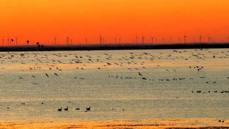 南迁候鸟小憩卧龙湖