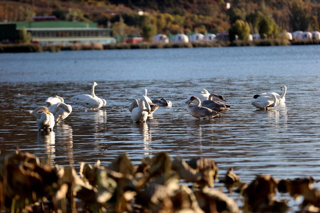 大批白天鹅现身朝阳城区