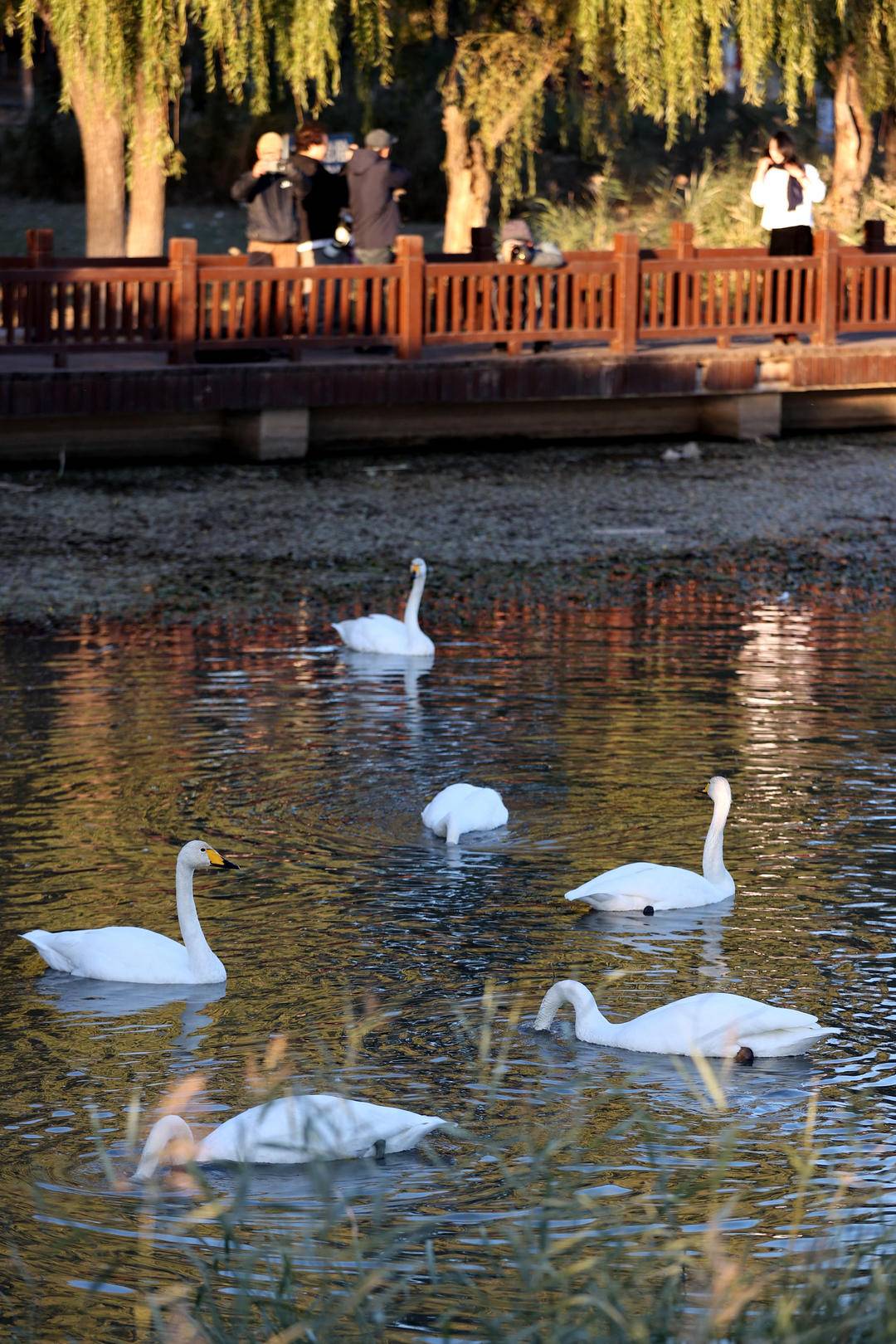 大批白天鹅现身朝阳城区