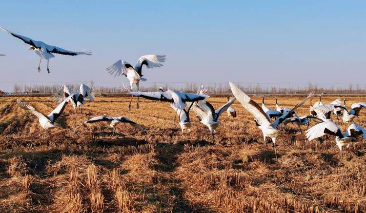 鹤群越冬辽河三角洲