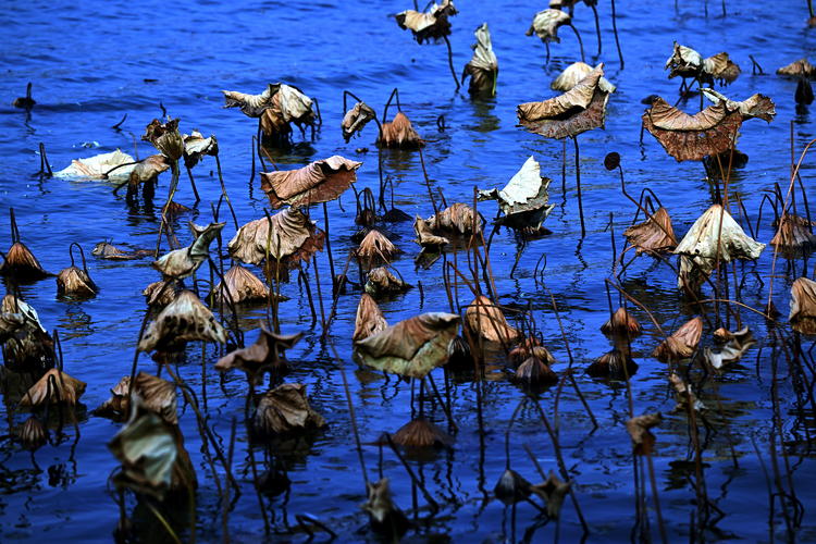 “雀”跃荷塘_fororder_麻雀6