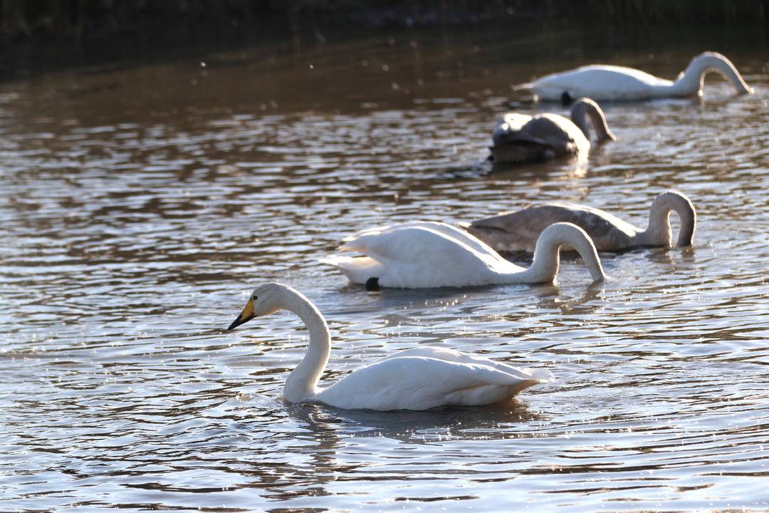大批白天鹅现身朝阳城区