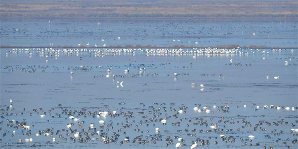 下一站,康平!文学“县”场邀您共赴可感可玩的文学之约_fororder_康平作家4