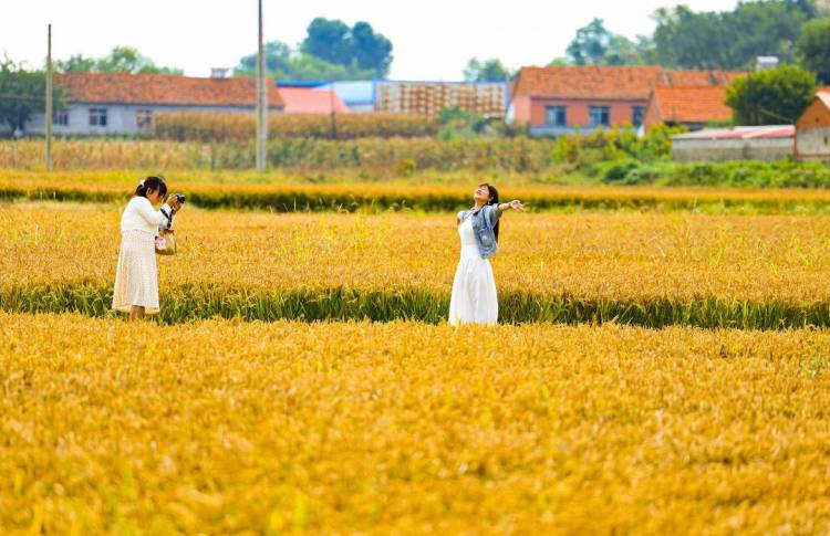 丹东东港:稻浪如画引客来