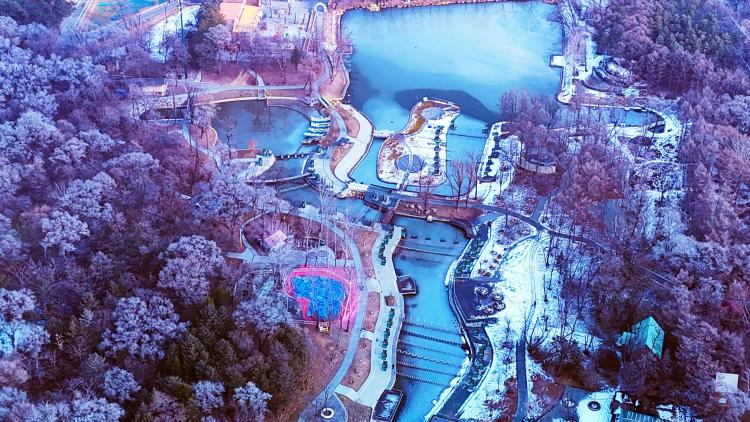 冰雪赋能!沈阳将“冷”变“热”植物园解锁初冬旅游新场景