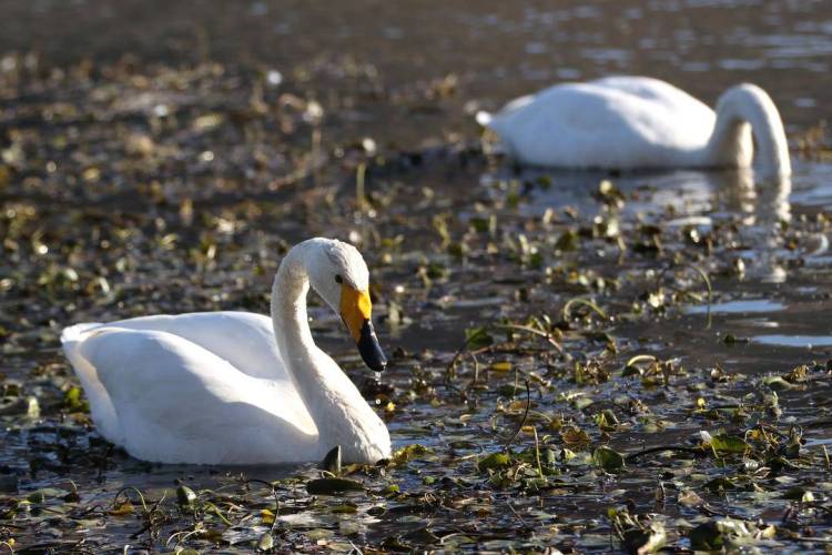 大批白天鹅现身朝阳城区
