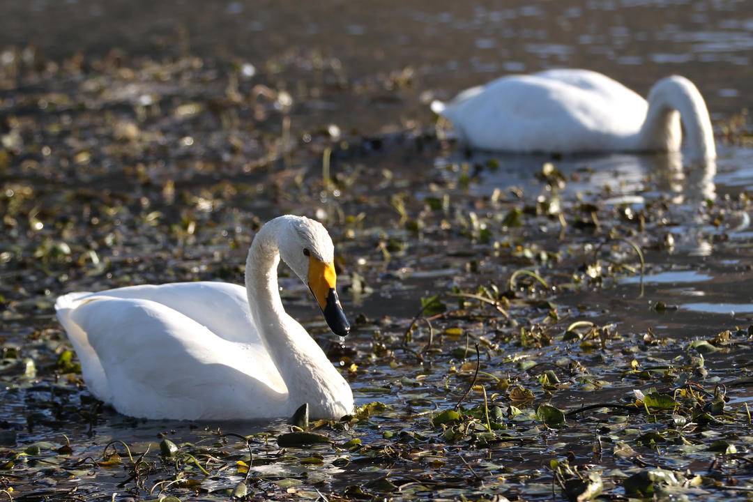 大批白天鹅现身朝阳城区
