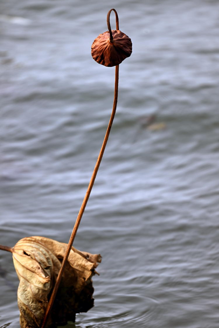 “雀”跃荷塘_fororder_麻雀11